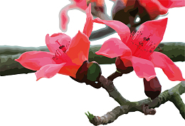 那些花儿之木棉花