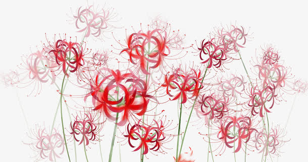 手绘装饰曼莎珠华插画素材免费下载_觅元素