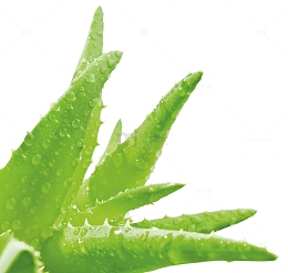 创意质感娇艳欲滴的芦荟植物