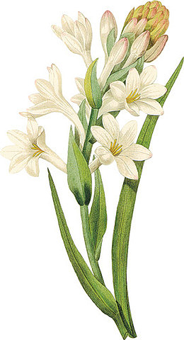 创意水彩合成水仙花