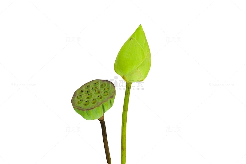 绿色纯洁的莲蓬水芙蓉实物