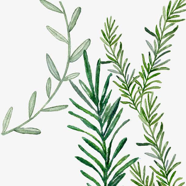 手绘水彩植物叶子图案素材