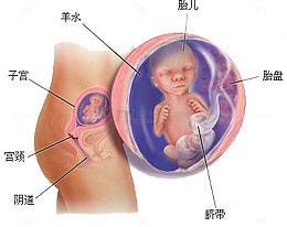 孕育胎儿