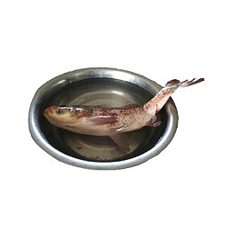 产品实物清水花鲢鱼
