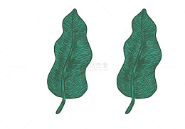 简约插画小叶子