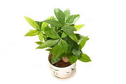 盆栽发财树小株