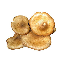 榛蘑食物图片素材