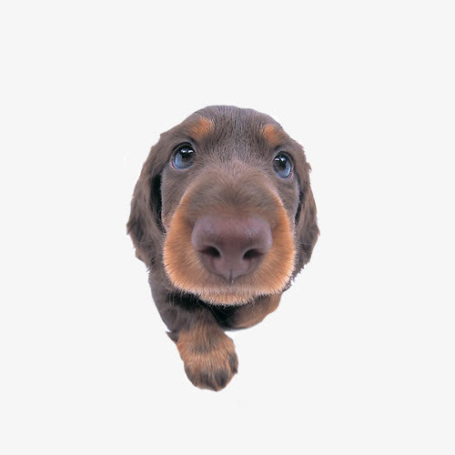 关键词 : 宠物狗,腊肠犬,长身犬,头像[声明] 觅元素所有素材为用户