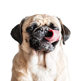 可爱八哥犬PNG