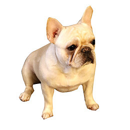 坚定的宠物犬