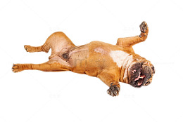 棕色可爱躺着的斗牛犬狗实物