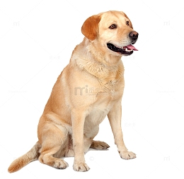 金色拉布拉多犬