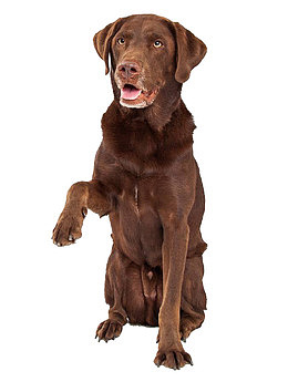 拉布拉多犬握手