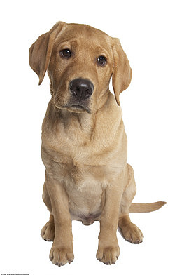 黄色拉布拉多犬摄影