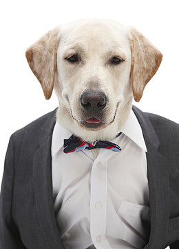 拟人拉布拉多犬