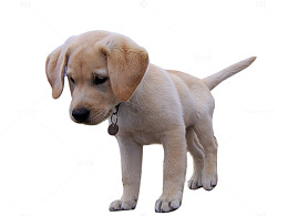 拉布拉多幼犬