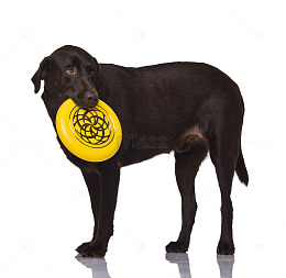 巧克力拉布拉多犬