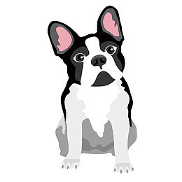 憨厚老实的斗牛犬