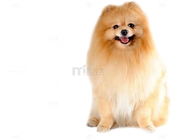 博美犬