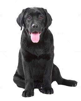 黑色拉布拉多犬