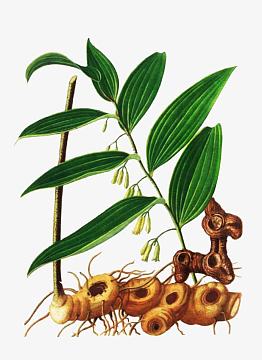 png植物线稿手绘中药植物1111(649x712)共享图片全部图片图片类型