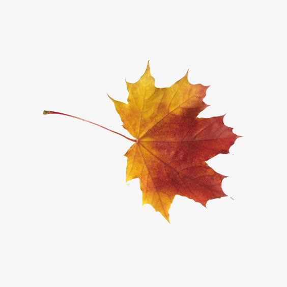 一片枫叶免抠素材免费下载_觅元素51yuansu.com