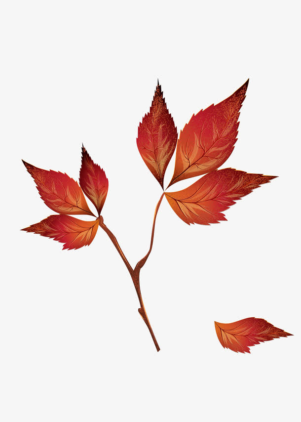 红色枫叶主题图