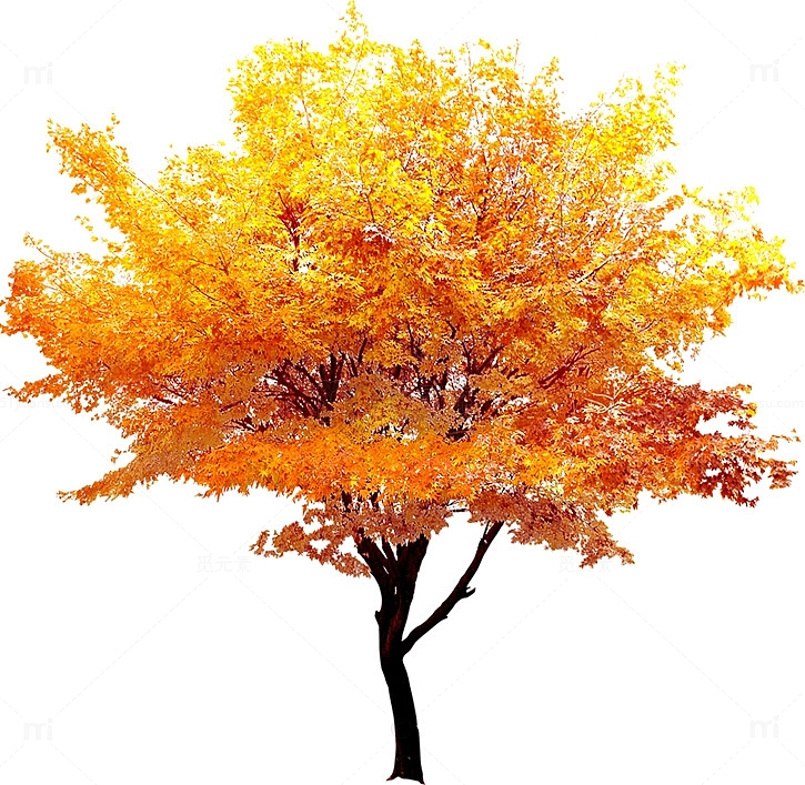 秋天的金色枫叶树木