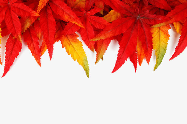 关键词 : 枫叶,红色叶子,鲜艳叶子,秋天[声明] 觅元素所有素材为用户