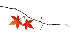 枫树树枝