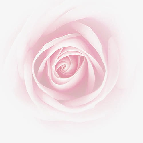 创意合成粉红色的玫瑰花效果