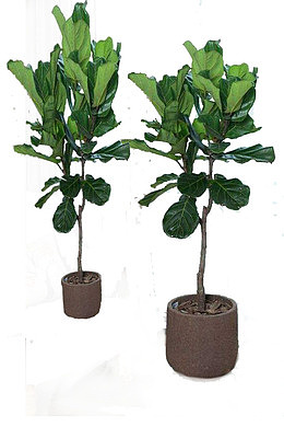 大型粗犷性植物