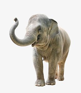 鼻子上扬的大象侧面图