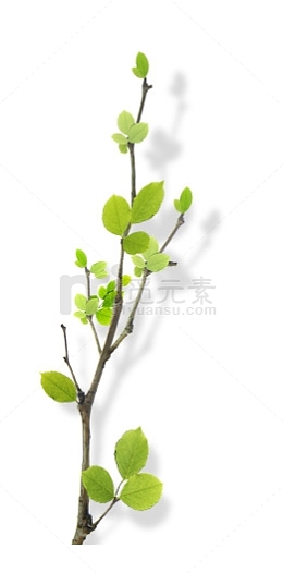 绿色花树绿色树枝叶子