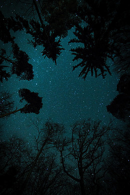 梦幻星空树背景
