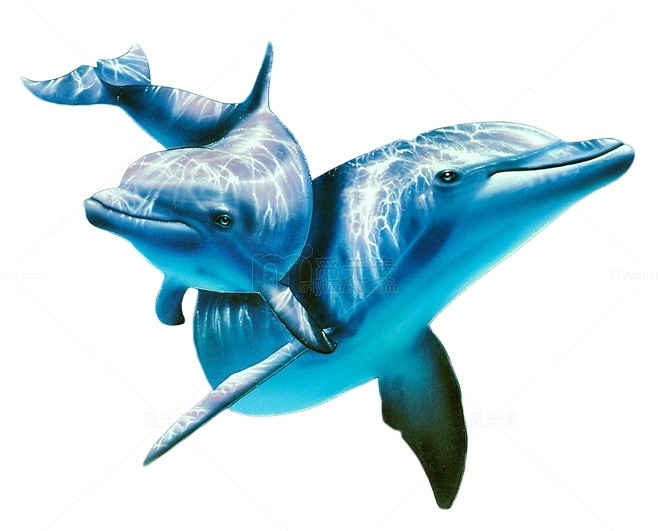 蓝色海洋海豚海洋生物