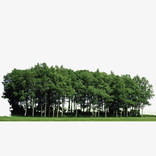 植物树森林树叶