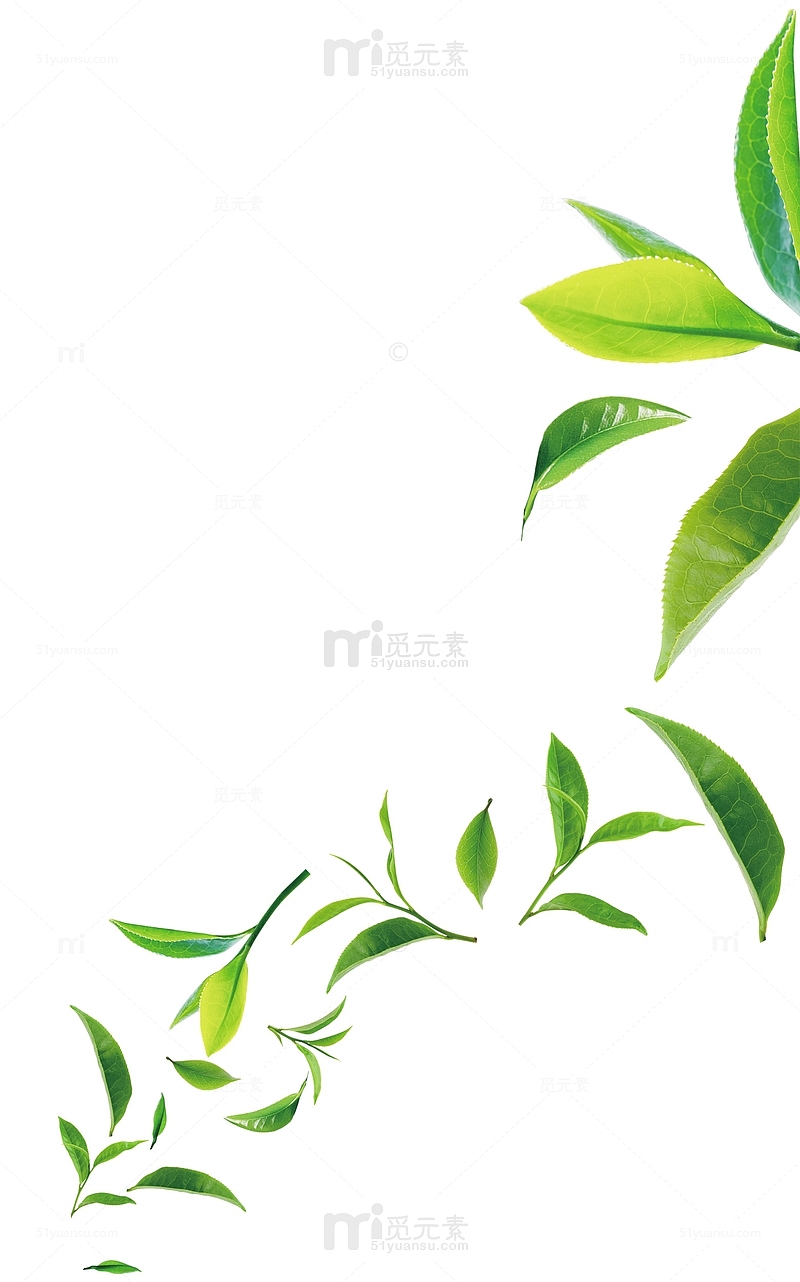 绿色清新茶叶装饰图案