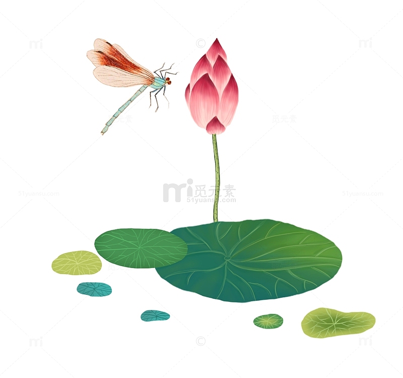 荷花和蜻蜓手绘插画