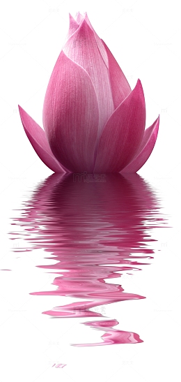粉色水中荷花免抠素材