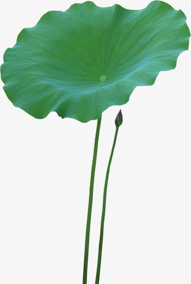 荷叶免抠素材免费下载_觅元素51yuansu.com