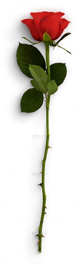 一支玫瑰花