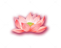 粉色荷花