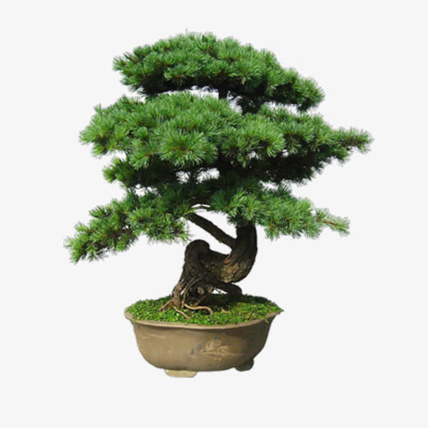关键词 : 盘栽,观赏植物,松树[声明] 觅元素所有素材为用户免费分享