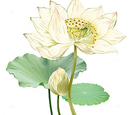 白色莲花荷叶清新