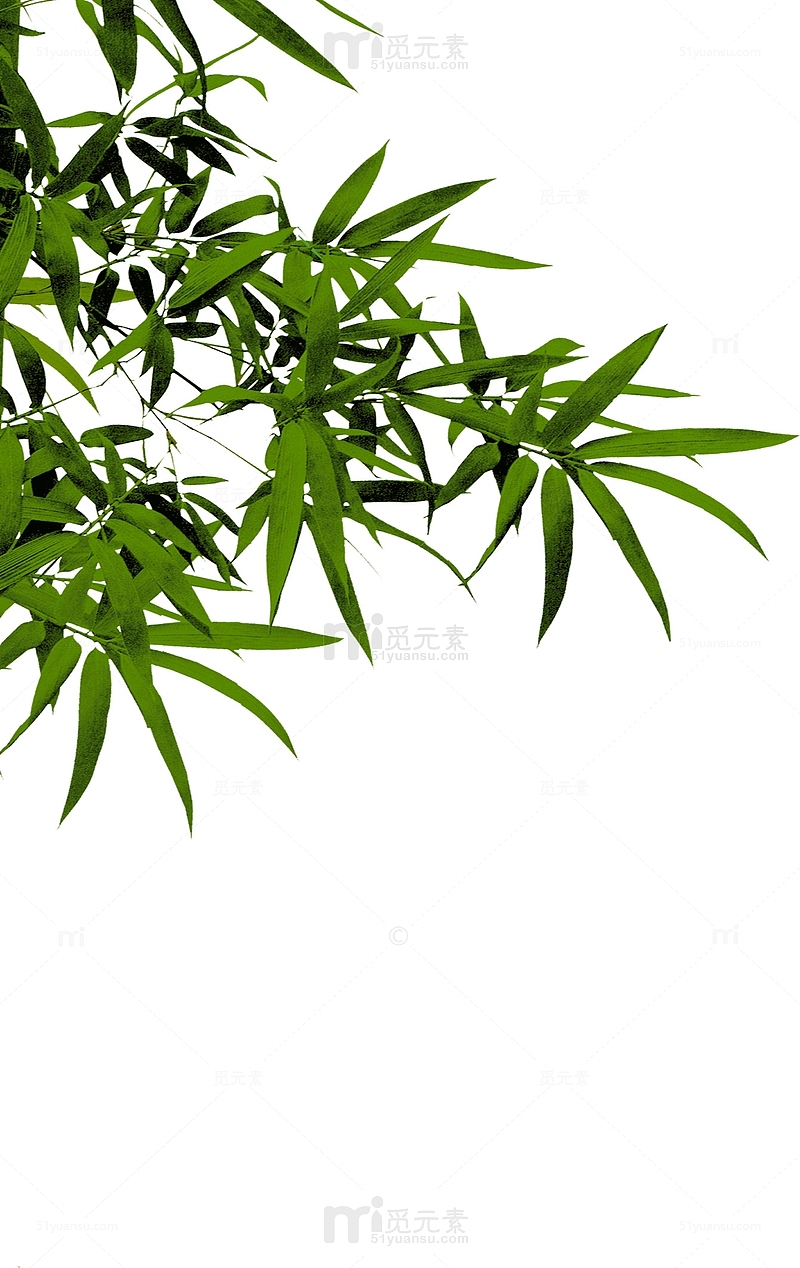 绿植竹子竹叶实物图