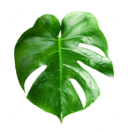 带水珠的龟背叶