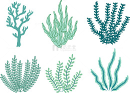 蓝色海草海带