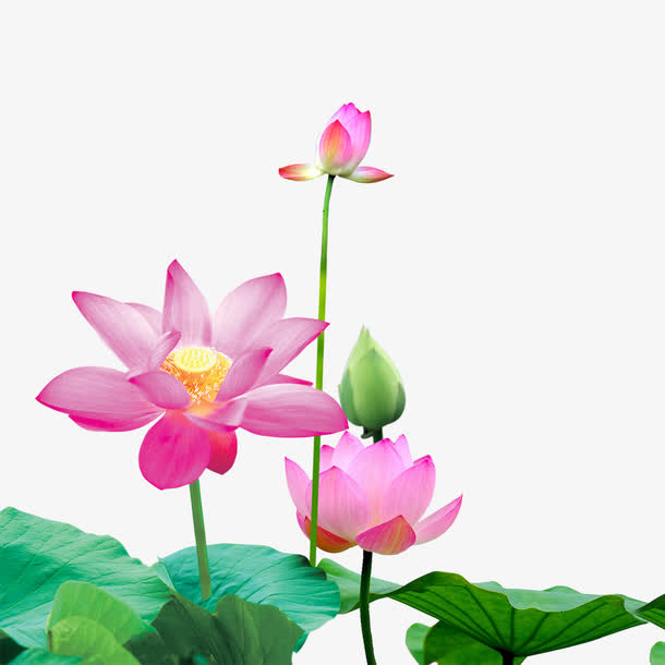 荷花免抠素材免费下载_觅元素51yuansu.com