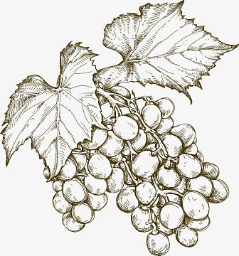 png卡通蔬菜水果篮子免抠素材aipng手绘卡通水果橘子素材png矢量葡萄